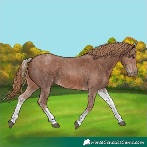 Horse Color:White Spotted Chestnut Sabino 