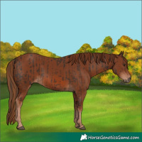 Horse Color:Liver Chestnut  and Chestnut 