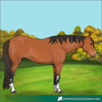 Horse Color:Bay 