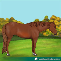Horse Color:Chestnut 