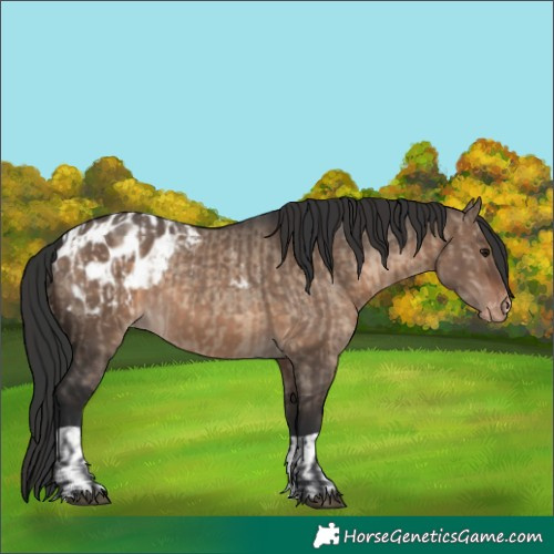 Horse Color:Brown Dun Appaloosa  and Brown Dun Appaloosa 