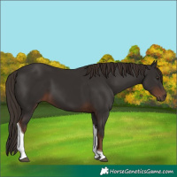 Horse Color:Liver Chestnut Tobiano 