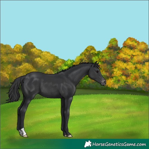 Horse Color:Black Appaloosa 