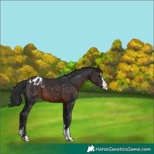 Horse Color:Brown Snowflake Varnish 