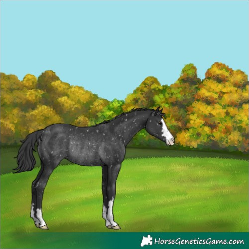 Horse Color:Black Appaloosa Rabicano 