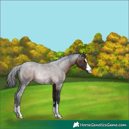 Horse Color:Brown Appaloosa 