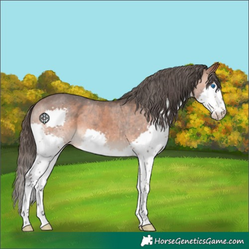 Horse Color:Bay Splash Appaloosa 