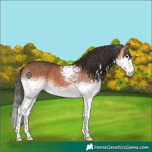 Horse Color:White Spotted Bay Splash 