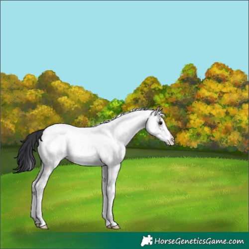 Horse Color:White Spotted Brown 