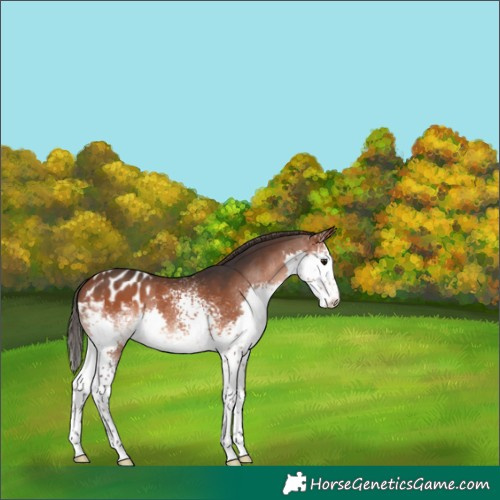 Horse Color:White Spotted Bay Splash Appaloosa 