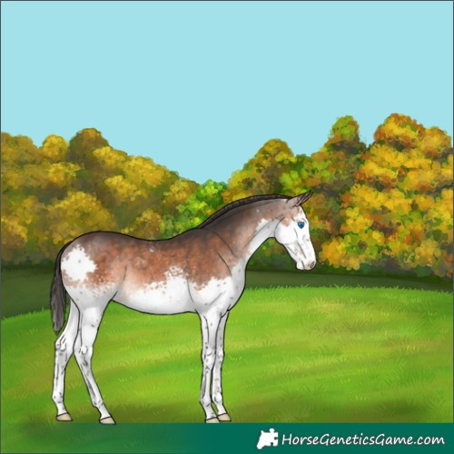 Horse Color:White Spotted Brown Splash Appaloosa 