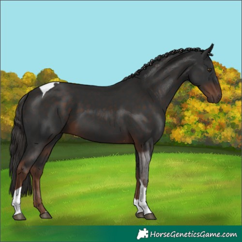 Horse Color:Liver Chestnut Tobiano 