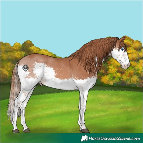 Horse Color:Chestnut Splash 