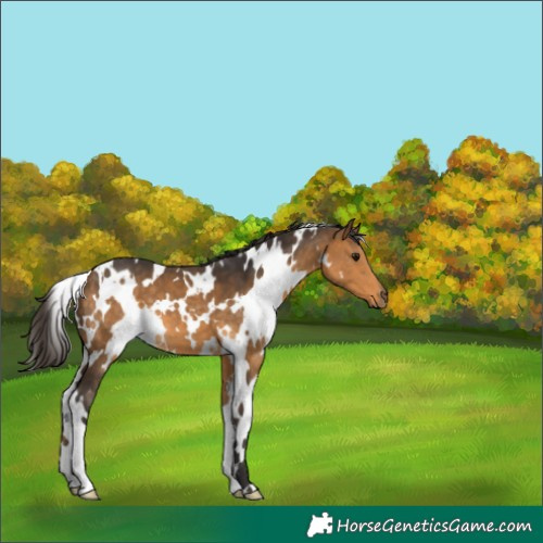 Horse Color:White Spotted Buckskin 