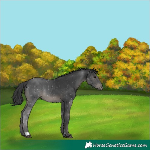 Horse Color:Black Rabicano 