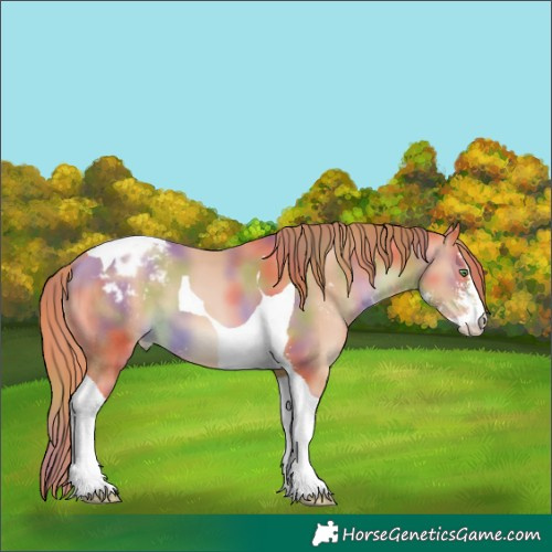 Horse Color:Nacre Bay Snowdrop Pearl Sabino Tobiano Varnish 