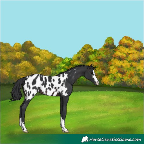 Horse Color:Brown Appaloosa 