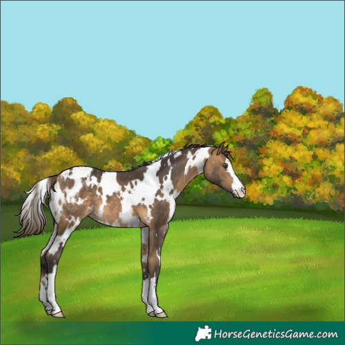 Horse Color:White Spotted Buckskin Blanket 