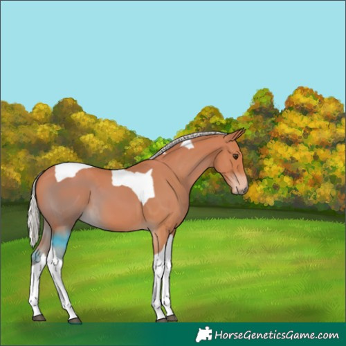 Horse Color:Silver Bay Tobiano 