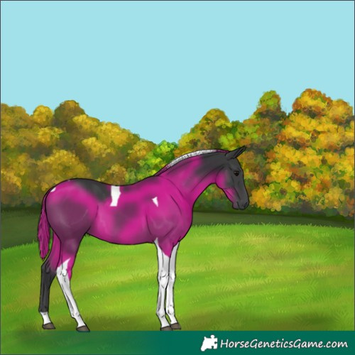 Horse Color:Black Tobiano 