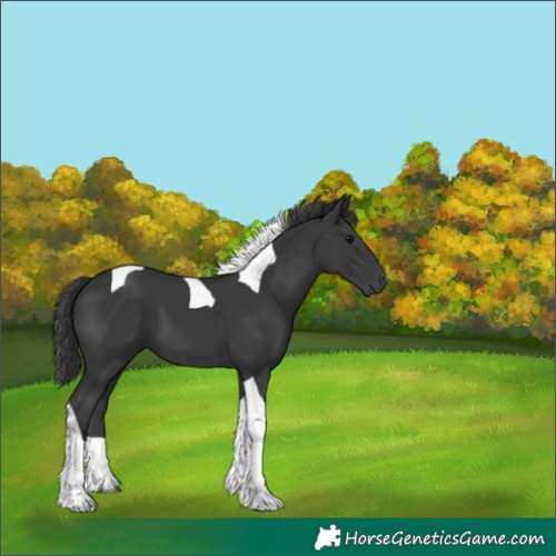Horse Color:Black Tobiano 