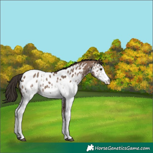 Horse Color:White Spotted Liver Red Dun Near Leopard 