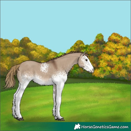 Horse Color:White Spotted Liver Red Dun 