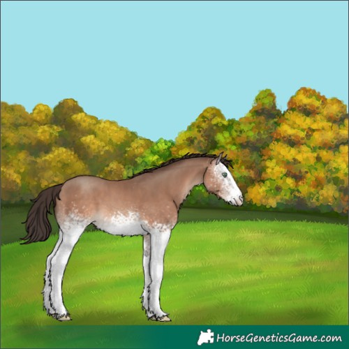 Horse Color:White Spotted Sable Champagne 