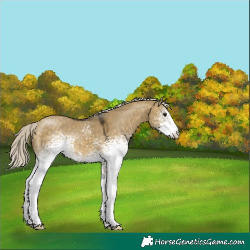 Horse Color:White Spotted Silver Buckskin Dun 