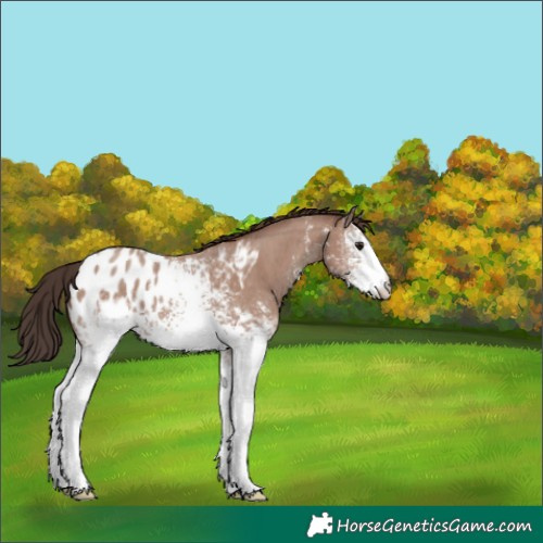 Horse Color:White Spotted Classic Champagne Sabino Appaloosa 
