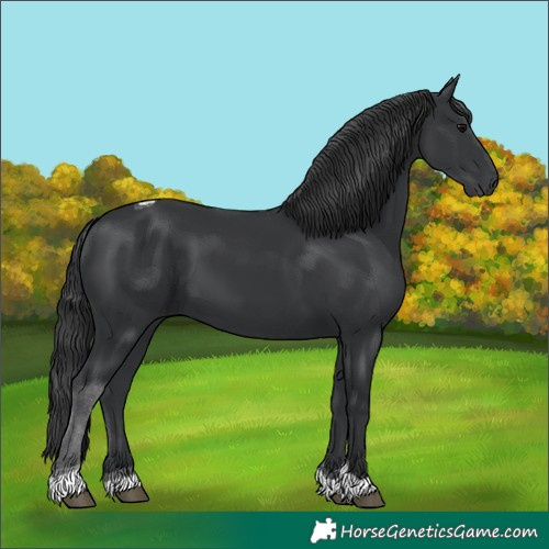 Horse Color:Black Tobiano 