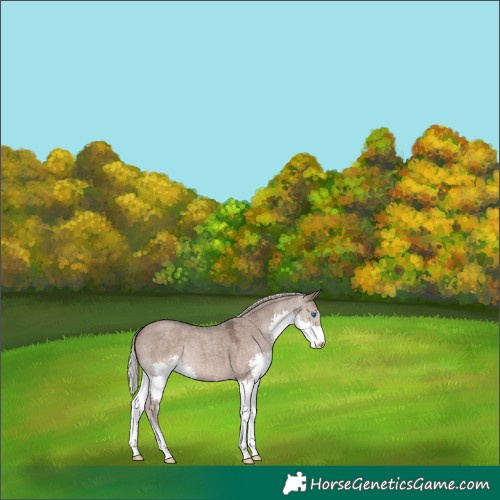 Horse Color:Silver Grullo Roan Splash Varnish 