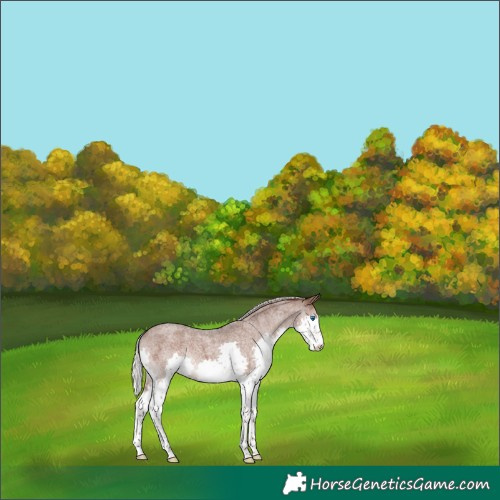 Horse Color:Silver Blue Roan Splash 