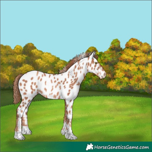 Horse Color:Gold Champagne Appaloosa 