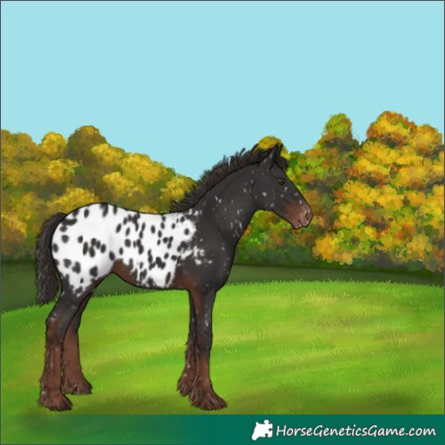 Horse Color:Liver Chestnut Appaloosa 