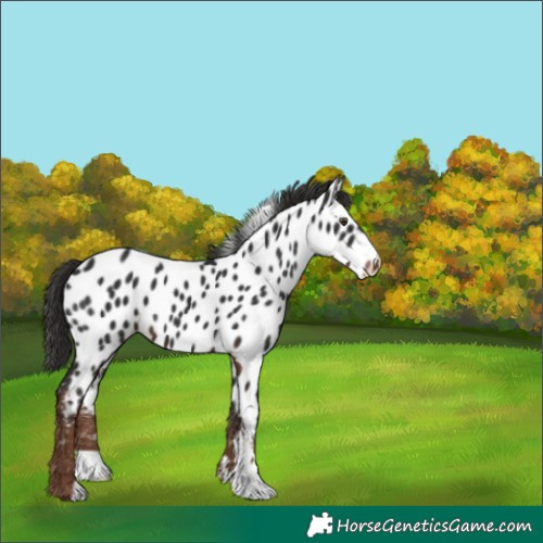 Horse Color:Liver Chestnut Near Leopard 