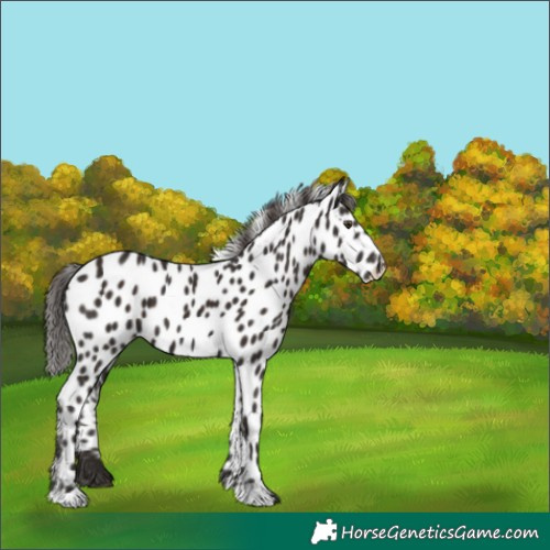 Horse Color:Liver Chestnut Leopard 