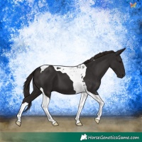 Horse Color:Liver Chestnut Tobiano 