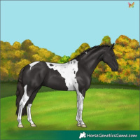 Horse Color:Liver Chestnut Tobiano 