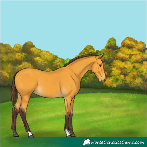 Horse Color:Chocolate Buckskin 