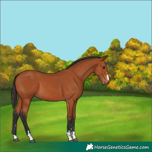 Horse Color:Bay 