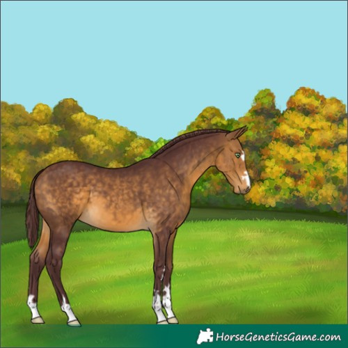 Horse Color:Chocolate Buckskin 