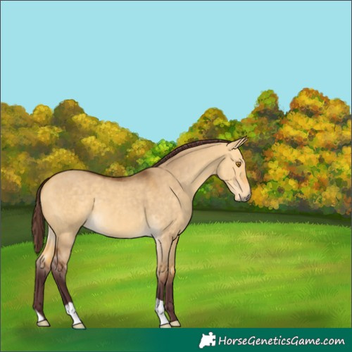 Horse Color:Chocolate Buckskin Dun 
