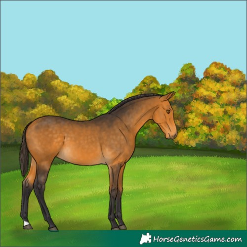 Horse Color:Buckskin 
