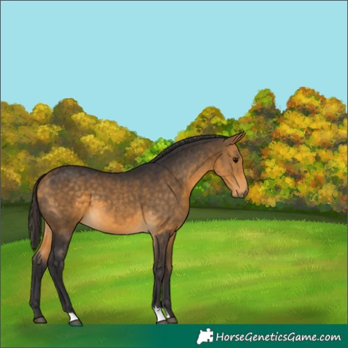 Horse Color:Buckskin 