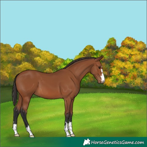 Horse Color:Bay 