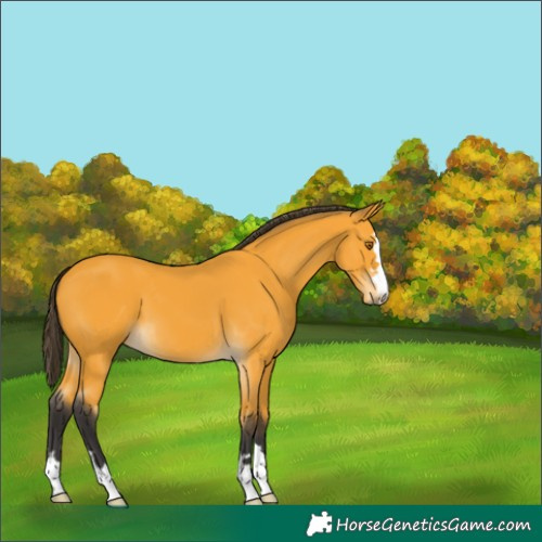 Horse Color:Buckskin 