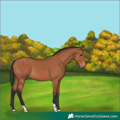 Horse Color:Bay 