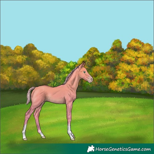 Horse Color:Gray Watercolor White Spotted Silver Sable Champagne Dun Rabicano 