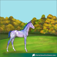 Horse Color:Gray Watercolor White Spotted Amber Champagne Dun Splash Appaloosa Rabicano 
